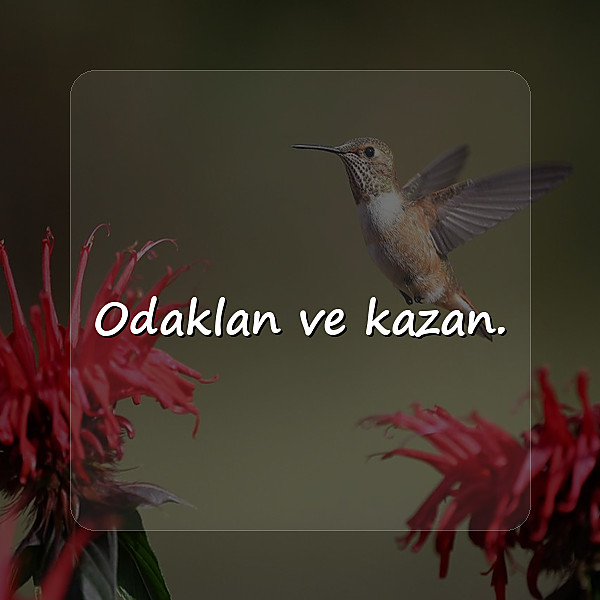 başarı sözleri - 2