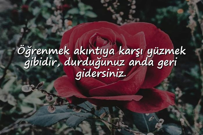 resimli cahillikle ilgili sözler - 6