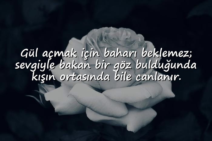 resimli gül ile ilgili sözler - 6
