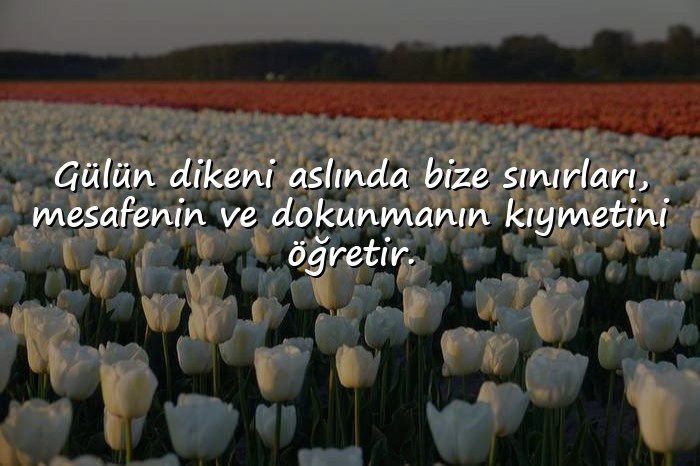 resimli gül ile ilgili sözler - 11