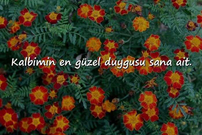 resimli sevgiliye romantik mesajlar - 11